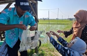 Panen Aman Tikus Takluk, Ini Jurus Jitu Petani Ngraho Bojonegoro 21abd6aa ee28 406d ab16 8bbb8cbafa2b