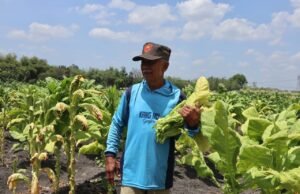 Tembakau Bojonegoro Masih Jadi Andalan, Harga Kering Stabil di Pasaran 705b55e3 b71d 41d5 9e2c 0de929487f34