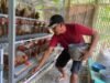 Bantuan Ayam Petelur Pemkab Bojonegoro, Kini Jadi Sumber Penghasilan Warga Desa 7ae5e5c2 24eb 4d27 b772 6c7123ece08d