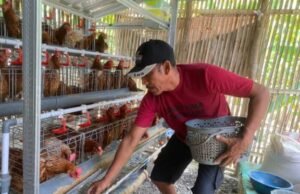 Bantuan Ayam Petelur Pemkab Bojonegoro, Kini Jadi Sumber Penghasilan Warga Desa 7ae5e5c2 24eb 4d27 b772 6c7123ece08d