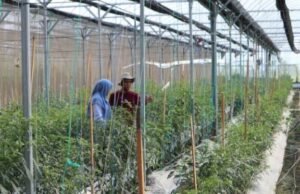 Pemuda Bojonegoro Ini Sukses Ubah Pertanian Jadi Profesi Bergengsi E7bd9f13 7faa 4c66 97a4 52b75e95c218