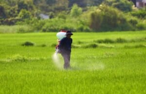 Pemerintah Turunkan Harga Pupuk 2025, Petani Bojonegoro Wajib Tau