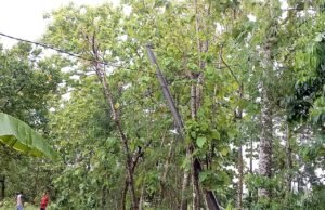 Dua Hari Gelap Gulita, Warga Gempol Tuban Teriak, Laporan ke PLN Cuma Jadi Angin