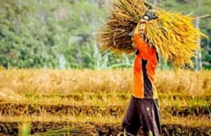 Bojonegoro Melejit, Produksi Padi Naik 24,7 Persen, Tertinggi dalam 10 Tahun