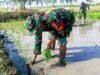 Dukung dan Sukseskan Program Hanpangan, Babinsa Sumberrejo-Bojonegoro Bantu Petani