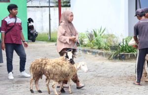 Tinggal 89 KPM, Penyaluran Domba Kesejahteraan Segera Tuntas