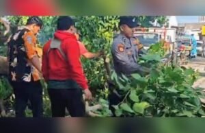 Pohon Tumbang di Paciran Lamongan, Jalur Kembali Normal Cepat