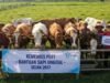 Sapi Bantuan Desa di Tuban Ini Raib, Tata Kelola Pemerintahan Dipertanyakan