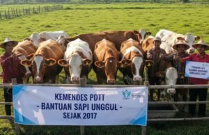 Sapi Bantuan Desa di Tuban Ini Raib, Tata Kelola Pemerintahan Dipertanyakan