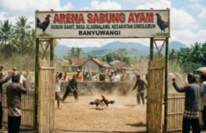 Banyuwangi Darurat Judi, Arena Sabung Ayam AJ di Alasmalang Menjamur