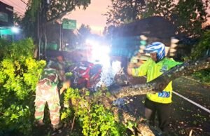 Aksi Sigap TNI–Polri dan BPBD Lamongan Atasi Pohon Tumbang Tengah Malam