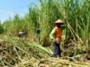 Ikuti Arahan Pusat, Bojonegoro Jalankan Bongkar Ratoon dan Perluasan Tebu