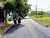 BKKD Bojonegoro 2025 Ubah Wajah Desa Sidomulyo Kedungadem, Jalan Poros Kini Mulus