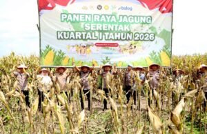 Kapolres Kediri Tegaskan Peran Polri Jaga Ketahanan Pangan Lewat Panen Jagung