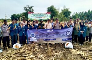 Panen Raya Jagung di Trepan, TNI–Muspika Lamongan Gandeng Mahasiswa Unair