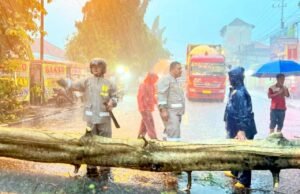 Pohon Tumbang Tutup Jalan Raya Babat Lamongan, Polisi Bertindak Cepat