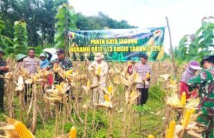 Jagung Melimpah di Gondanglor Sugio Lamongan, Kolaborasi TNI dan Petani Berbuah Manis
