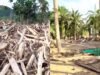 Video Anak-Anak Desa Pengidam Aceh Tamiang Viral, Kayu Banjir Belum Dibersihkan