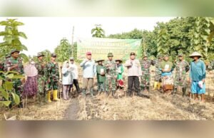 TNI Turun ke Sawah, Tanam Jagung Bersama Petani Gondanglor Lamongan