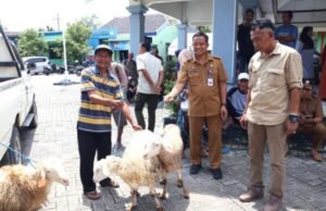 Program Domba Kesejahteraan Bojonegoro Diperluas di 2026