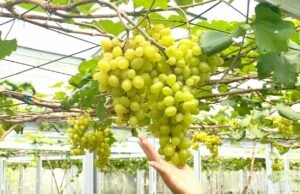 Tak Cuma Migas, Bojonegoro Punya Agrowisata Anggur yang Bikin Kagum