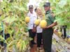 Melon Greenhouse Panen Sukses, Danramil Brondong Lamongan Apresiasi Program BAZNAS
