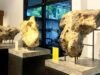 Museum Rajekwesi Bojonegoro, Wisata Sejarah Gratis di Jantung Kota