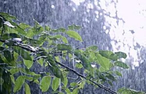 Cuaca Bojonegoro Hari Ini: Hujan Ringan Sejak Pagi