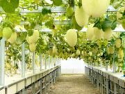 Wisata Melon Premium di Balen Bojonegoro, Petik Langsung dari Greenhouse