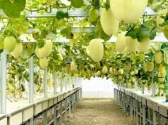 Wisata Melon Premium di Balen Bojonegoro, Petik Langsung dari Greenhouse