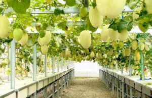 Wisata Melon Premium di Balen Bojonegoro, Petik Langsung dari Greenhouse
