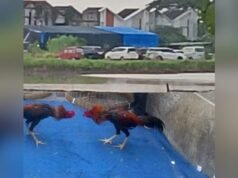 Judi Sabung Ayam Sedati Diduga Dibiarkan APH, Warga Resah