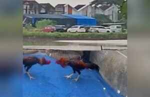 Judi Sabung Ayam Sedati Diduga Dibiarkan APH, Warga Resah