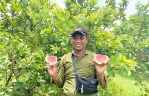 Bukan Klengkeng, Bandungrejo Ngasem Bojonegoro Kini Punya Wisata Jambu Kristal