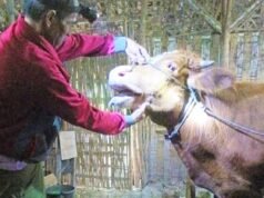 Cegah PMK Meluas, Disnakkan Bojonegoro Percepat Vaksinasi dan Desinfeksi