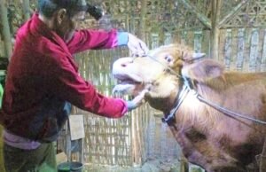 Cegah PMK Meluas, Disnakkan Bojonegoro Percepat Vaksinasi dan Desinfeksi