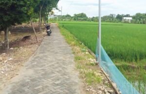 Rp33 Juta vs Rp250 Juta, Polemik Dana Jalan Desa Mori Bojonegoro Memanas