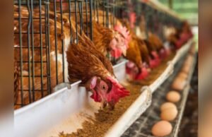 Program GAYATRI Bojonegoro Bikin Warga Raup Puluhan Ribu dari Telur Ayam