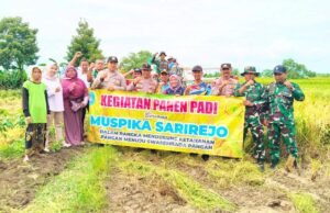Panen Raya PMJ 01 di Sarirejo Lamongan Sukses, Sinergi Muspika dan Petani Berbuah Manis