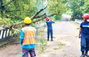 Jalan Ngambon Tobo Lumpuh Akibat Pohon Tumbang, Damkarmat Bojonegoro Sapu Bersih