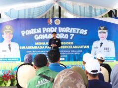Kolaborasi UGM dan Bojonegoro Buahkan Hasil, Target Produksi Padi Melejit
