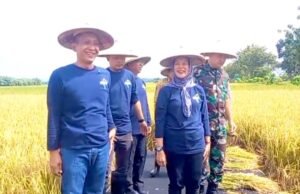 Tahan Kering dan Cepat Panen, Padi Gamagora 7 Jadi Harapan Baru Petani Bojonegoro