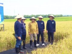 Gamagora 7 UGM, Solusi Panen 11 Ton per Hektare di Bojonegoro