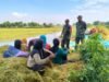 Hanpangan Dijaga, TNI Dampingi Petani Sarirejo Lamongan Pasca Panen