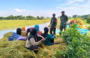 Hanpangan Dijaga, TNI Dampingi Petani Sarirejo Lamongan Pasca Panen