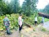 Waspada Cuaca Ekstrem, Pohon Tumbang Tutup Jalan di Ngimbang Lamongan, Petugas Gerak Cepat