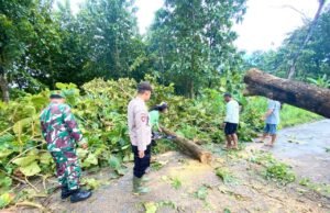 Waspada Cuaca Ekstrem, Pohon Tumbang Tutup Jalan di Ngimbang Lamongan, Petugas Gerak Cepat
