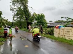 Jalur Sambeng Lamongan Lumpuh, Dua Pohon Jati Raksasa Tumbang Melintang di Tengah Jalan