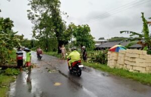 Jalur Sambeng Lamongan Lumpuh, Dua Pohon Jati Raksasa Tumbang Melintang di Tengah Jalan