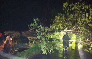 Waspada Cuaca Ekstrem Lamongan, Pohon Roboh di Desa Bluluk Sempat Hambat Lalu Lintas